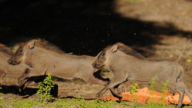 3&nbsp;phacochères qui courent