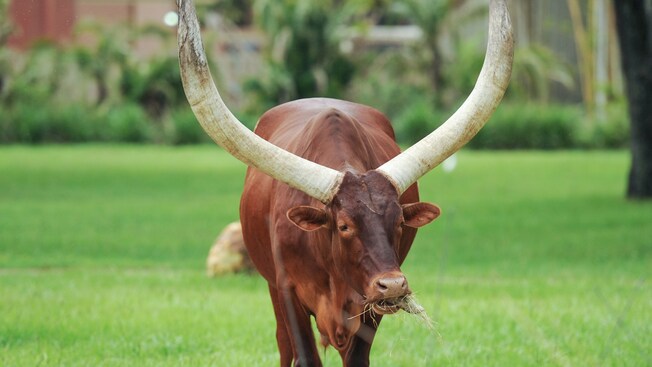 Uma vaca ankole-watusi com chifres imensos pastando feno
