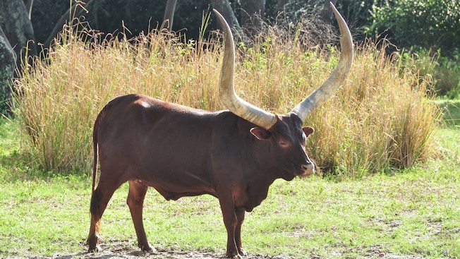 An Ankole bull with huge horns lounges in the sun