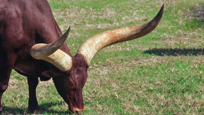 Uma vaca ankole-watusi com chifres imensos pastando feno