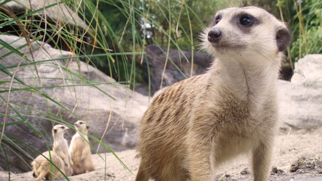 A curious meerkat inspects the surroundings as 3 other meerkats huddle behind it