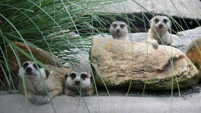 4 suricatas descansas sobre rocas y se asoman por entre la maleza
