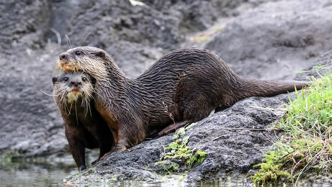 An Asian small-clawed otter rests its head on another otter by the edge of the water