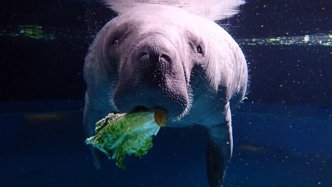 A manatee eats lettuce underwater