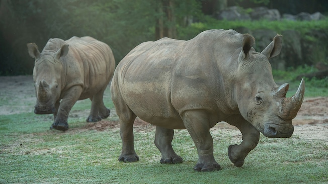 2 rhinoceroses run through a grassy habitat.