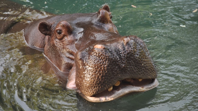 A bathing hippopotamus raises its head out of the water