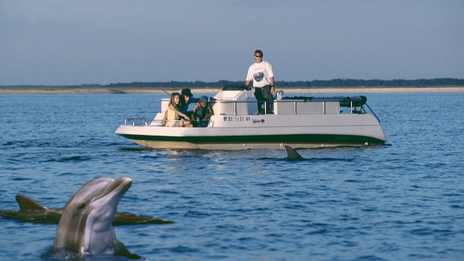 From a small motor boat, 2 men and a boy and girl watch dolphins in the water