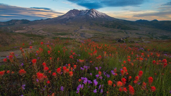 Flores cerca de las llanuras y una montaña cubierta de nieve