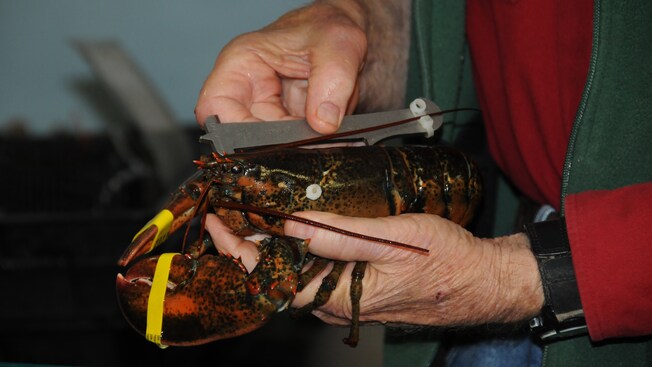 A man's hand holding a lobster while the other hand measures the length of the sea creature's body