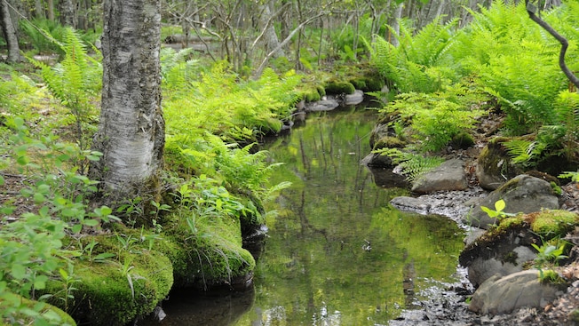 Trees and ferns grow along a stream Trees and ferns grow along a stream