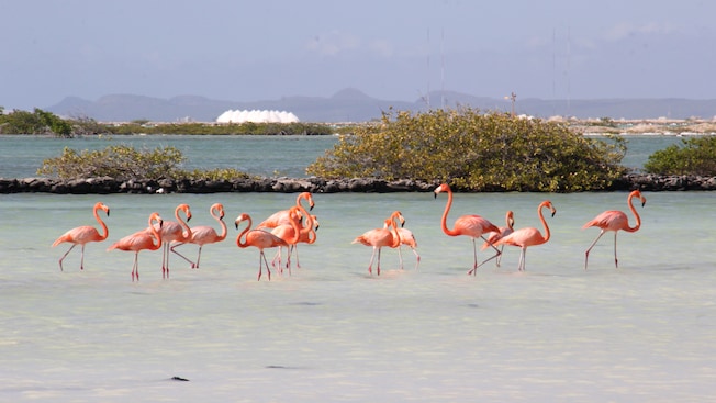 Flamingos in a lake near bushes and salt mounds Flamingos in a lake near bushes and salt mounds