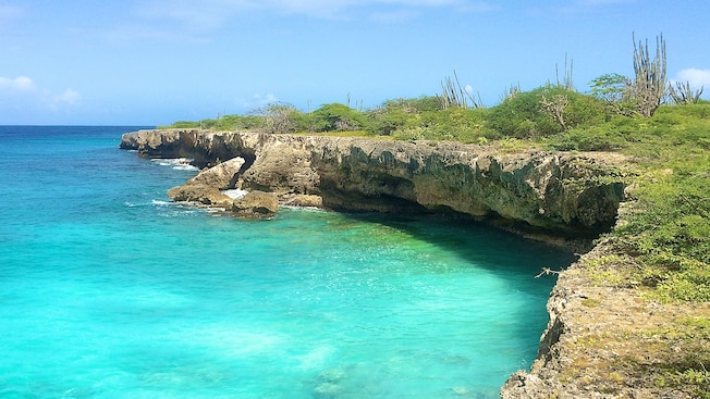 A lush cliff overlooking an ocean A lush cliff overlooking an ocean