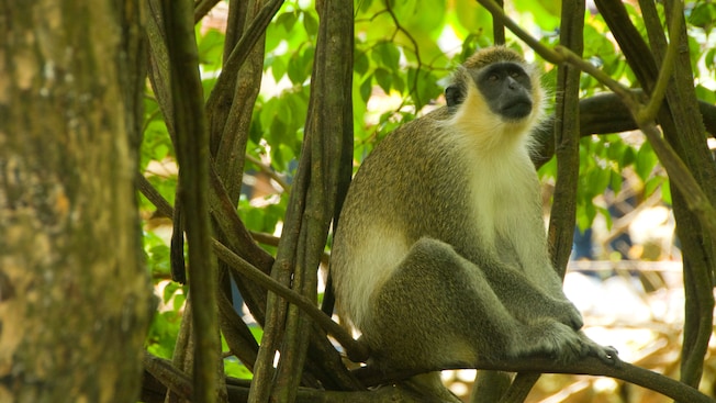 A monkey sits on a tree branch in a jungle area