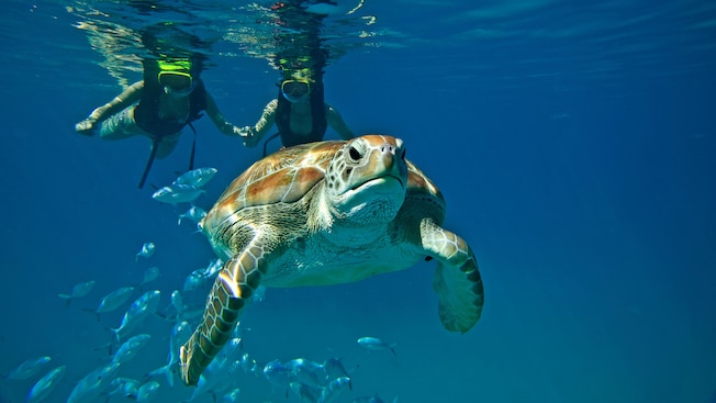 Two divers hold hands under water as they follow a swimming sea turtle Two divers hold hands under water as they follow a swimming sea turtle