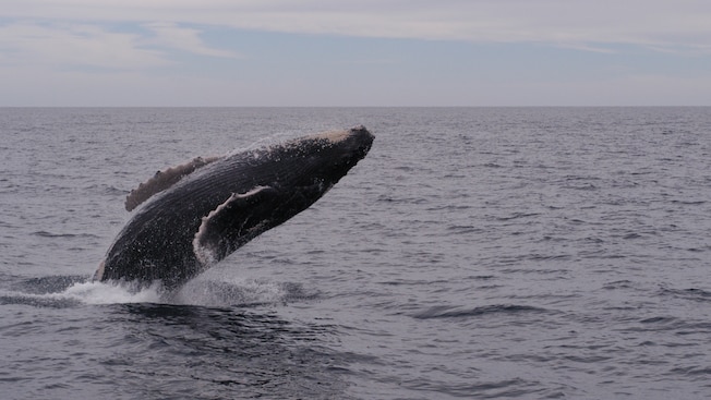 A humpback whale breaches in the ocean A humpback whale breaches in the ocean
