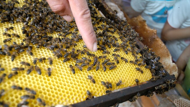 A finger points to specific bees in a hive