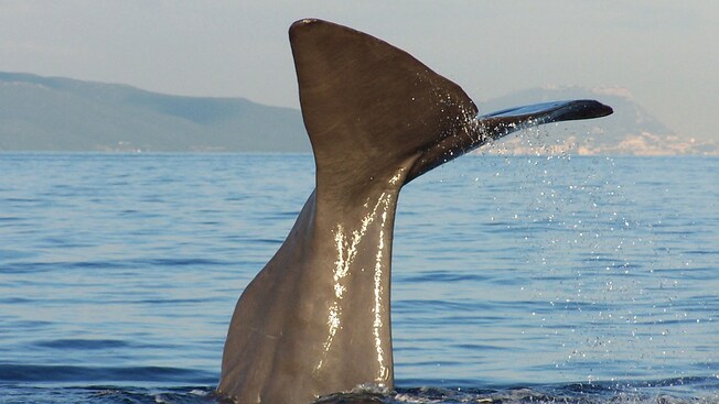 The tail of a whale sticks straight up out of the water