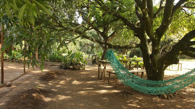 Uma cabana com telhado de palha entre árvores