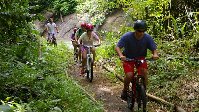 People ride bicycles up a forest path People ride bicycles up a forest path