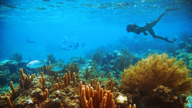 A woman snorkels through an eco-rich ocean populated with reefs and tropical fish