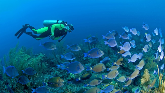 A diver pauses, deep in the water, to observe a school of fish A diver pauses, deep in the water, to observe a school of fish