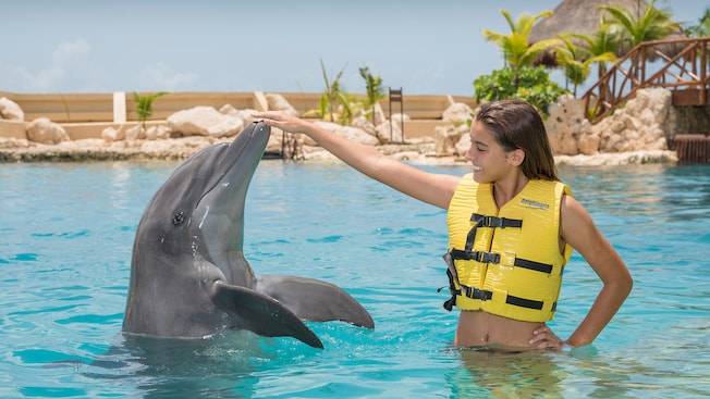 Um golfinho fuça a mão de uma mulher Um golfinho fuça a mão de uma mulher
