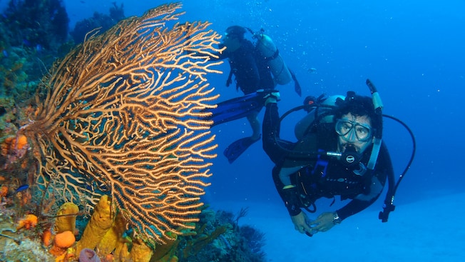 A scuba diver inspects a large coral A scuba diver inspects a large coral