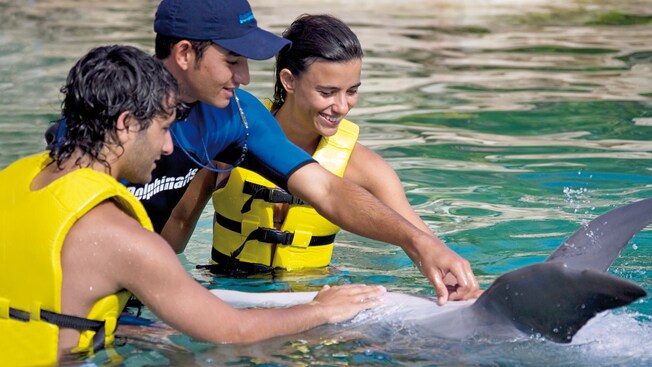 A dolphin floats on its back while a trainer and 2 Guests inspect its belly