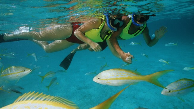A man and woman hold hands while snorkeling above a school of fish