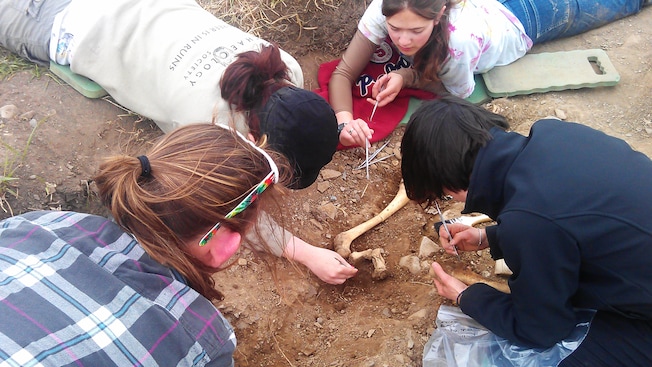 People working with archaeological tools over bones in the ground People working with archaeological tools over bones in the ground