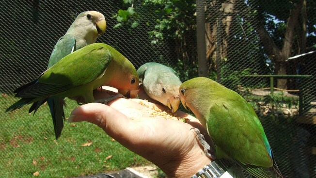 Four lovebirds eating seed from an open hand