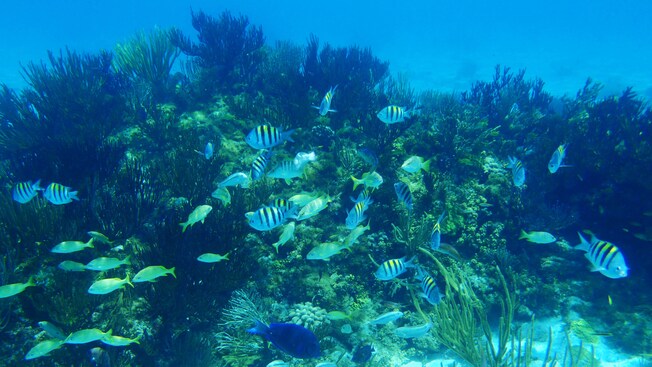 Schools of tropical fish swimming amid sea plants at the bottom of the ocean