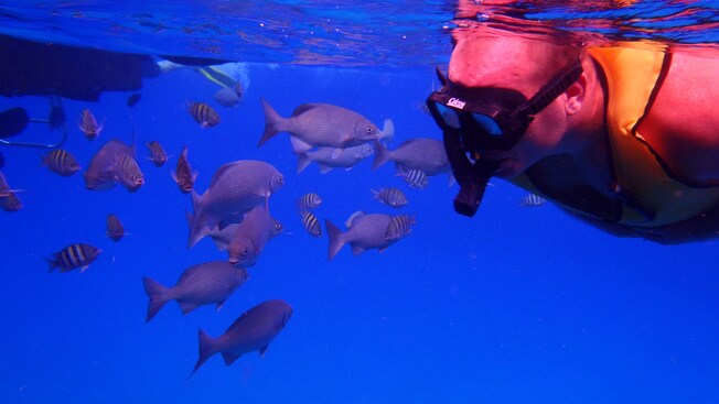 A man in a snorkel vest, mask and snorkel floating near the water's surface and observing a school of fish