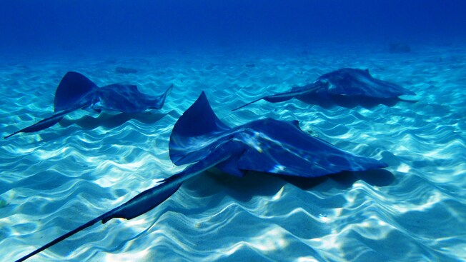 3 stingrays on the sea floor