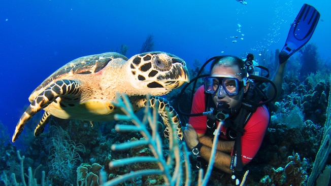 A scuba diver observes a sea turtle swimming over a coral reef