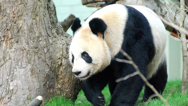 Dê uma olhada no adorável e indescritível Panda Gigante.