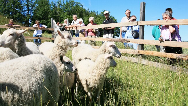 Guest stand on a grassy hillside to glance at sheep