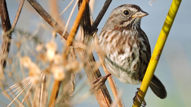 Una golondrina sobre unos matorrales