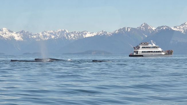 A whale pod swims by a multilevel catamaran filled with passengers