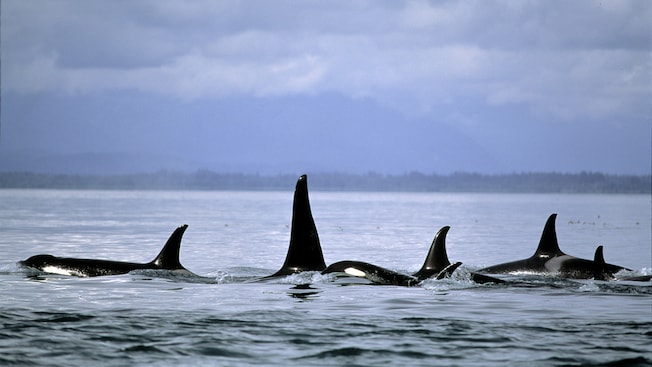 Um grupo de orcas nadando nas águas do Icy Strait Point, Alasca Um grupo de orcas nadando nas águas do Icy Strait Point, Alasca