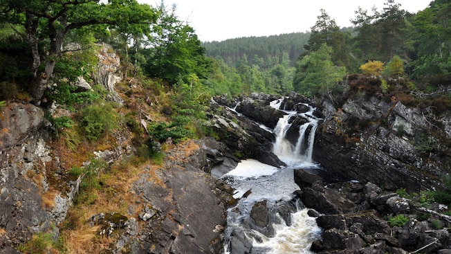 A forest area featuring rocks and rushing water A forest area featuring rocks and rushing water