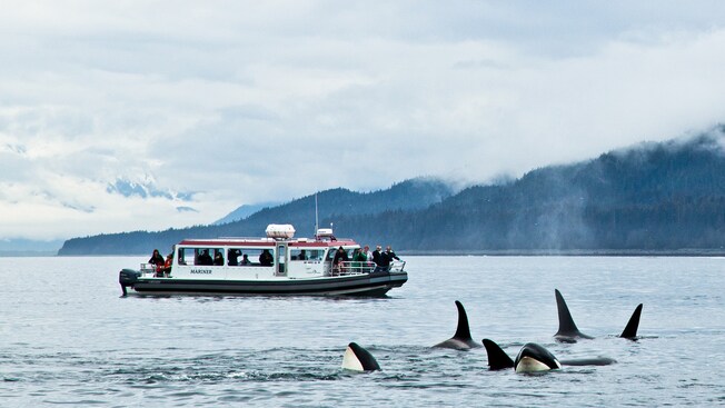 Orcas near a boat