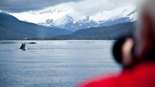 A person photographing a whale tail poking out of the water against a backdrop of a frosty mountain range