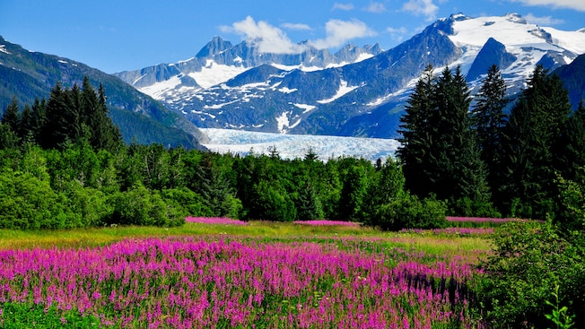 La base del Glaciar Mendenhall, con flores silvestres, árboles alpinos y una vegetación exuberante La base del Glaciar Mendenhall, con flores silvestres, árboles alpinos y una vegetación exuberante