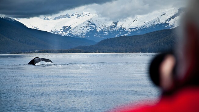 A photographer shoots a whale’s tail in a backdrop of snowcapped mountains