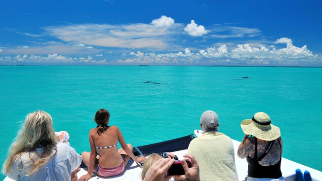 Guests watch from a boat as dolphins swim in calm water