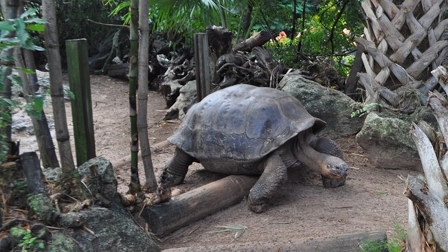 Una tortuga gigante