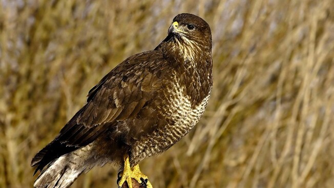 A perched hawk