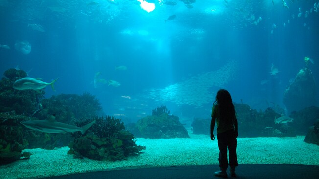 A child stands looking at sea life through the glass of a massive aquarium