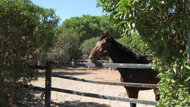 A horse stands by a fence and trees